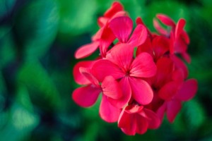 flower-pink-macro-geraniums